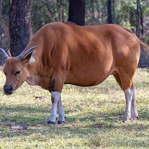 Banteng