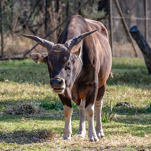 Banteng Bull