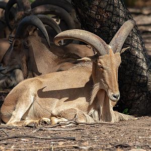 Barbary Sheep