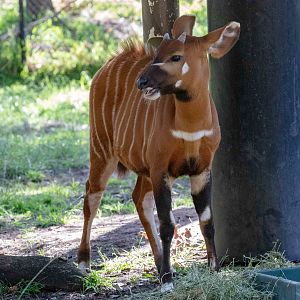 Bongo calf