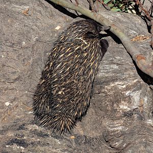 Echidna