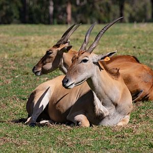 Eland