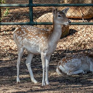 Fallow Deer