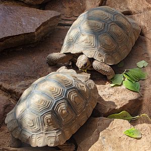 Galapagos Tortoise juveniles