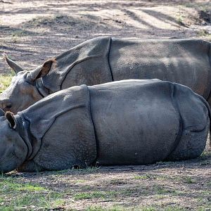 Indian Rhinoceros