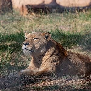 Lioness