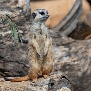 Meerkat