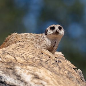 Meerkat