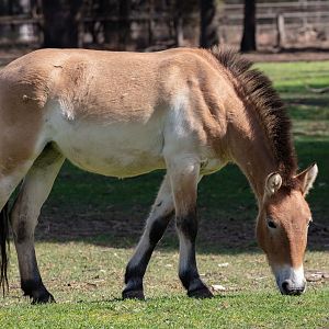 Przewalski Horse