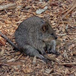 Quokka
