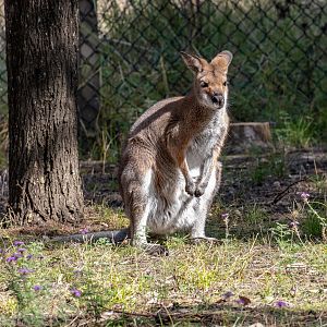 Red-necked Wallaby