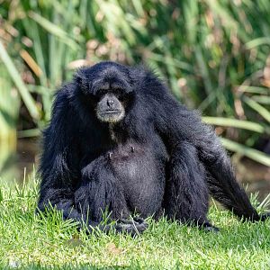 Siamang