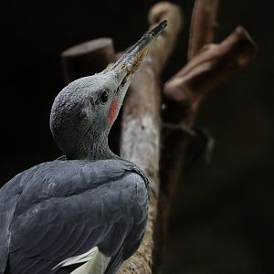 Great Slaty Woodpecker