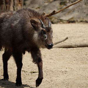 Japanese Serow