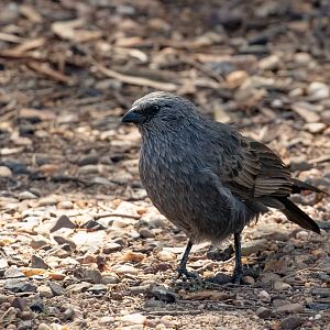 Apostlebird