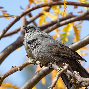Apostlebird