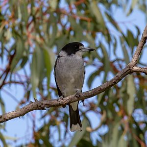 Grey Butcherbird