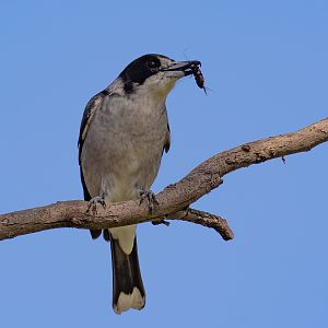 Grey Butcherbird