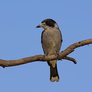 Grey Butcherbird