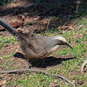 Grey-crowned Babbler
