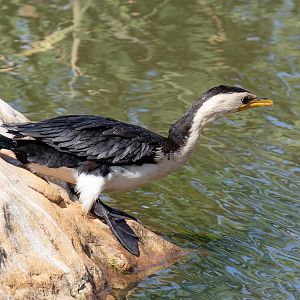 Little Pied Cormorant
