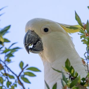 Sulphur-crested Cockatoo