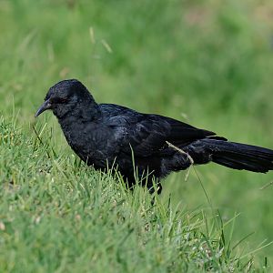 White-winged Chough