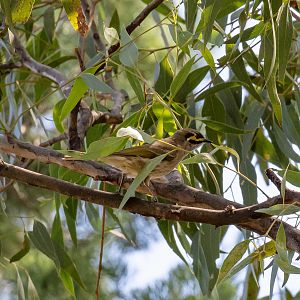 Yellow-faced Honeyeater