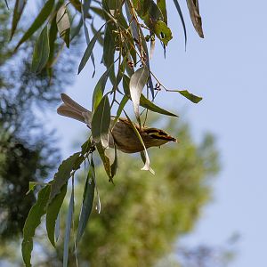 Yellow-faced Honeyeater