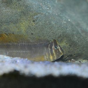 Top hat blenny (Omobranchus fasciolatoceps)
