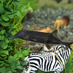 Compact nose mormyrid (Campylomormyrus cf. compressirostris)