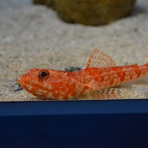 Red lizardfish (Synodus ulae)