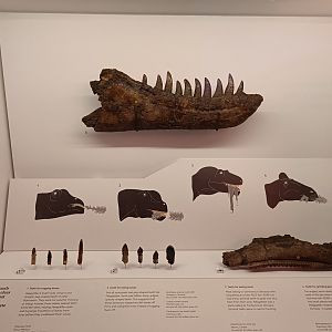 Dinosaur Teeth Display