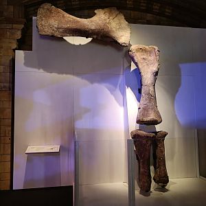 Patagotitan Hindlimb