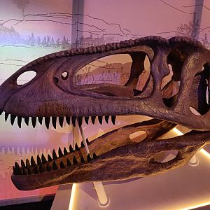 Tyrannotitan Skull