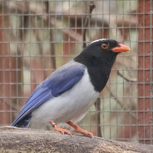 Red-Billed Blue Magpie