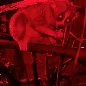 Pygmy Slow Loris