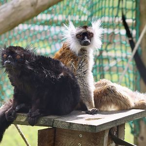 Black Lemurs