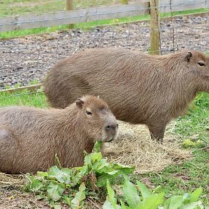 Capybara