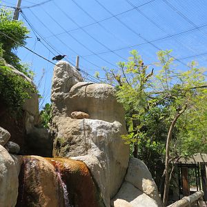 Wings of the World Aviary