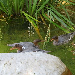 Scaly-sided Mergansers