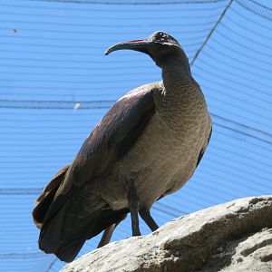 Hadada Ibis