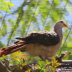 Pink Pigeon