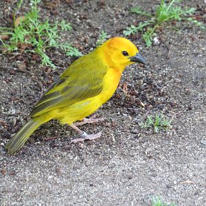 Taveta Weaver
