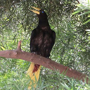 Crested Oropendola