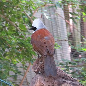White-crested Laughingthrush