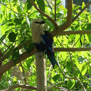 Blue-bellied Roller