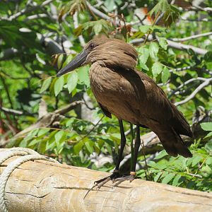 Hamerkop