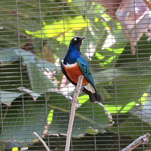 Superb Starling