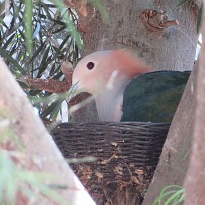 Green Imperial Pigeon